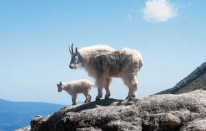 Baby and adult mountain goats on a rock ledge