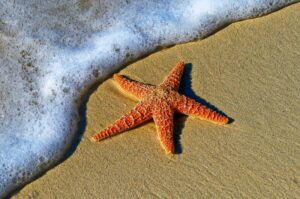 single starfish on the beach